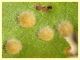 prob. galle Janetia cerris e pianta ospite - Padiglione - 20.8.2024 - (2).JPG