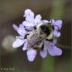 Bombus-pratorum-20240815-005-DPPQf.jpg