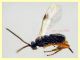 prob. Braconidae 2 mm. - 6.9.2024 - (11).JPG