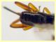 prob. Braconidae 2 mm. - 6.9.2024 - (25).JPG