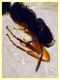 prob. Braconidae 2 mm. - 6.9.2024 - (34).JPG