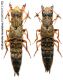 Ontholestes marginalis (GENE, 1836).JPG
