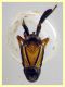 Caliscelis bonellii - 2,5 mm corpo - sp. 134 - Ponza 11.9.2024 - (24).JPG