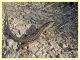 P. latastei 11.9.2024 - via punta incenso - (2).JPG