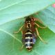 polistes.jpg