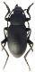 Helopini sp.3.jpg
