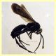 Pompilidae 9 mm. - sp. 134 - Ponza 11.9.2024 - (14).JPG