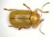 Cryptocephalo1 P.Rossi.JPG