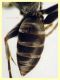 Crabronidae - Ponza sp. 134 - piattino giallo 11.9.2024 - (3).JPG