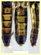 Chorisops 6 mm. - Anzio 4.10.2024 - (67).JPG