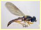Sargus bipunctatus femmina - 10 mm. - Anzio 4.10.2024 - (3).JPG