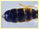 Sargus bipunctatus femmina - 10 mm. - Anzio 4.10.2024 - (58).JPG