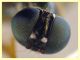 Sargus bipunctatus femmina - 10 mm. - Anzio 4.10.2024 - (24).JPG