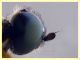 Sargus bipunctatus femmina - 10 mm. - Anzio 4.10.2024 - (41).JPG
