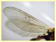 Sargus bipunctatus femmina - 10 mm. - Anzio 4.10.2024 - (31).JPG