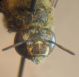 Zebramegilla 2 F 2 A.JPG