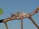 Hesperophanes_sericeus_Serrone_26-VIII-2010_c.jpg