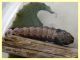 prob. Noctuidae quasi 15 mm. - Anzio 14.10.2024 - (1).JPG