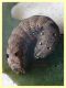 prob. Noctuidae quasi 15 mm. - Anzio 14.10.2024 - (2).jpg