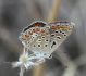 IMG_9692 Polyomm forum.jpg