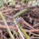 sympetrum 2.jpg