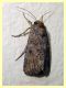 Noctuidae - Anzio 25.10.2024 -.JPG