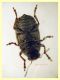 Araecerus fasciculatus (De Geer, 1775) - Anzio 26.10.2024 - (3).JPG