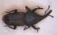 Curculionidae_pista ciclabile Primaluna.jpg