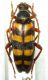 Leptura aurulenta.jpg