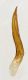 edeago-Longitarsus.jpg
