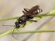 cryptocheilus egregius 1c.jpg