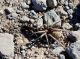 Criptocheilus egregius preda Lycosa munieri c.jpg