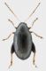 Psylliodes-maschio.jpg