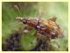 Taeniapion rufescens maschio 2,2 mm. senza rostro - Pocacqua 23.5.2023 - (3).JPG