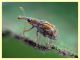 Taeniapion rufescens maschio 2,2 mm. senza rostro - Pocacqua 23.5.2023 - (10).JPG