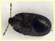 Ochetostethus sp. circa 3 mm. - (18).JPG