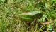 DSC03971ridotta.jpg