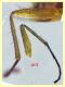 ant,,,, (10).JPG