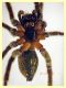 Lycosidae corpo quasi 7 mm. - (71).JPG