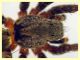 Lycosidae corpo quasi 7 mm. - (33).JPG