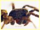Lycosidae corpo quasi 7 mm. - (48).JPG