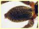 Lycosidae corpo quasi 7 mm. - (22).JPG