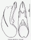 astenus_gracilis.gif