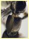 Tasgius sp. quasi 14 mm. - (72).JPG