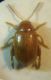 Psylliodes 3 A.JPG