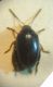 Psylliodes2 0004 A.JPG