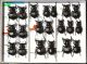 Carabidae 7a.JPG