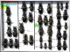Carabidae 1.JPG