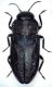 Buprestidae Laghi di Fusine 1650m 19.VIII.2020 1 (7).jpg