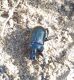 ceratophyus.jpg